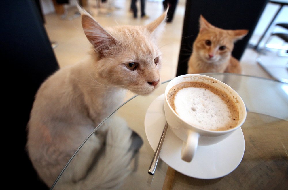 Bars - Le café des chats