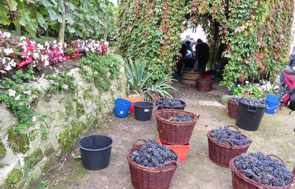La fête des vendanges